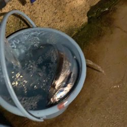 淡路島観光ホテルでタチウオ開幕？！